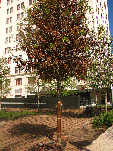 urban tree